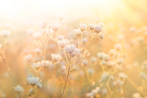 White Chrysanthemum