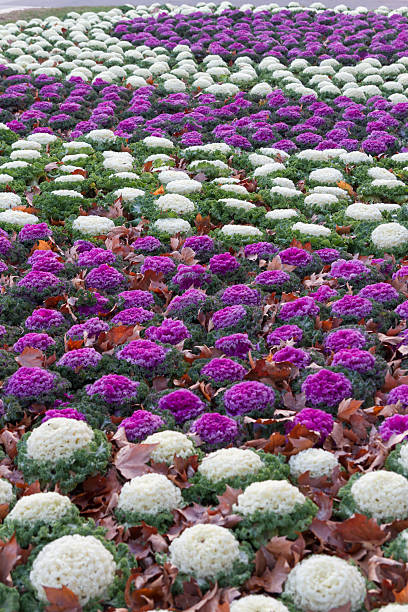 ozdobne kapusta - purple cauliflower zdjęcia i obrazy z banku zdjęć