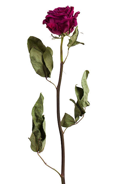 istock Dried burgundy rose 501665322