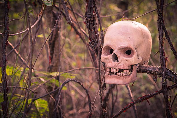 istock still life with skull human in overgrown tree. 501665790