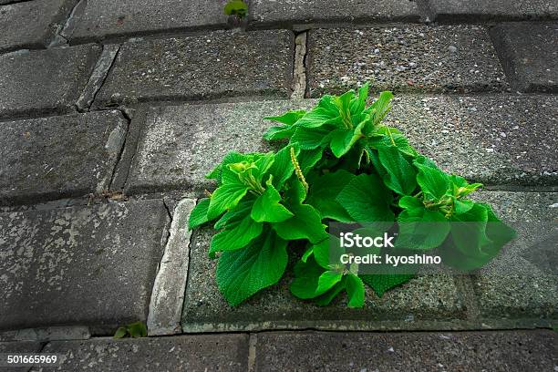 植物の成長のコンクリートの壁 - クローズアップのストックフォトや画像を多数ご用意 - クローズアップ, コンクリート, コンクリートブロック