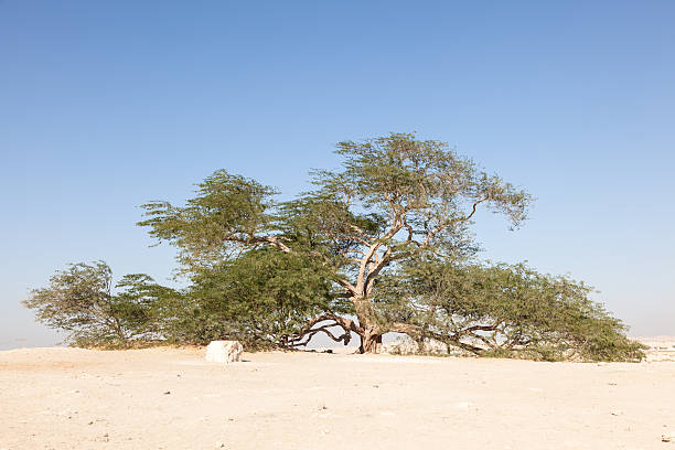 istock Tree of Life, Bahrain 501666290