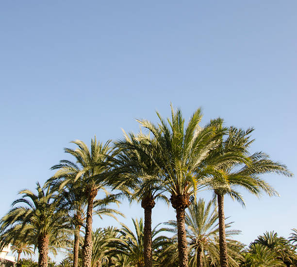 istock Palm Tree Background against a Tropical Blue Sky 501666436