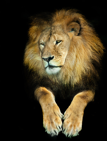 lion photographed in zoo in Australia. Has a thoughtful expression.