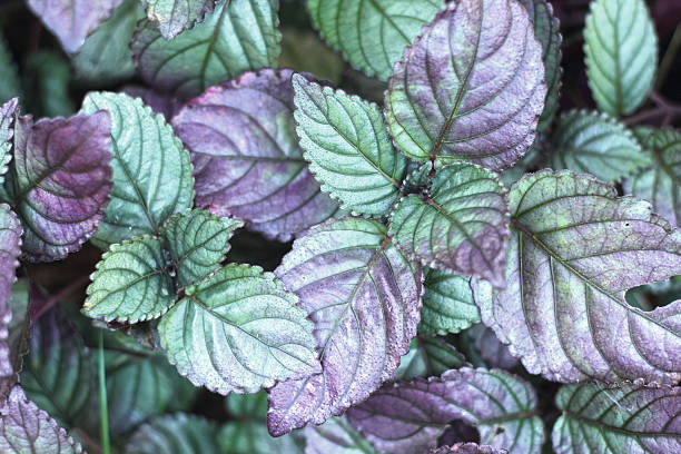 istock Leaves purple background in the nature 501667215