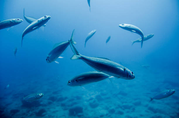 escuela de peces las aguas tropicales - poco profundo fotografías e imágenes de stock