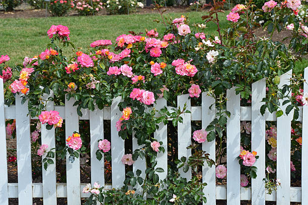 istock Pink roses and white picket fence 501667633
