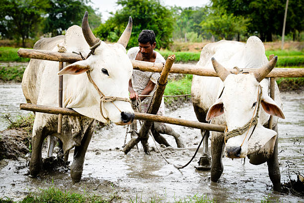 agricultor - sharecropper fotografías e imágenes de stock