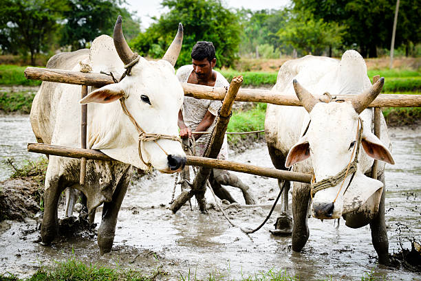 Farmer Indian farmer in the field yoke stock pictures, royalty-free photos & images