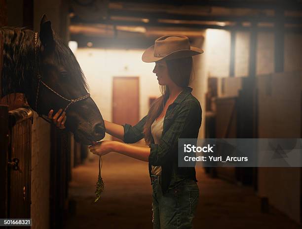 Photo libre de droit de Donner Son Cheval Lamour Quil Mérite banque d'images et plus d'images libres de droit de Adulte - Adulte, Amour, Animaux de compagnie