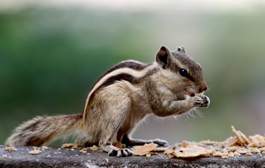 A little Sciuridae having its lunch