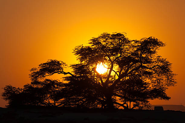 istock Tree of Life at sunset, Bahrain 501668528