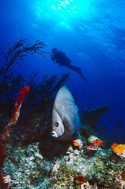 buceo - beauty in nature coral angelfish fish fotografías e imágenes de stock