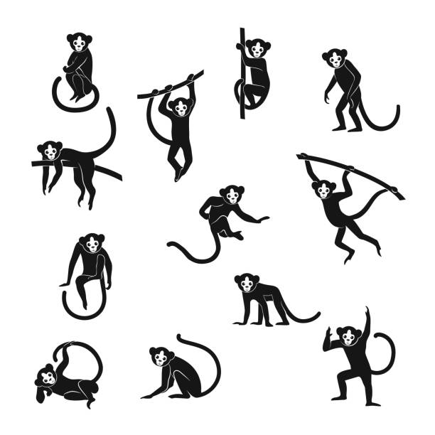 funny monkeys set Vector set isolated black monkey silhouettes  in different stance. Symbols of 2016 Chinese New Year. ape illustrations stock illustrations