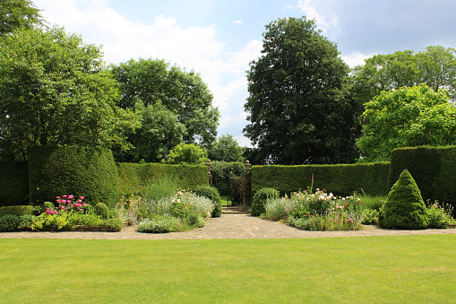 Photo showing a formal garden border with topiary plants and a neatly clipped hedge of English yew trees (taxus baccata).  The flowers in the border are mainly herbaceous, although also include some pink rose bushes and poppy flowers.  The conical shaped dwarf conifer tree is an old Alberta spruce (Picea glauca var. albertiana 'Conica').