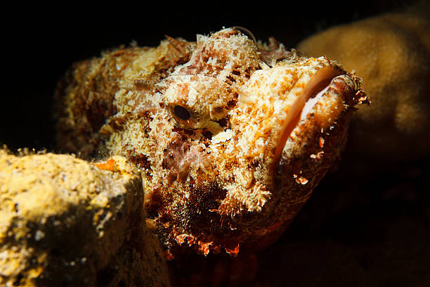 Stonefish  Underwater  sea life  coral reef Stonefish   fish,  deep in tropical sea. Underwater, sea life, coral reef. indo pacific ocean stock pictures, royalty-free photos & images