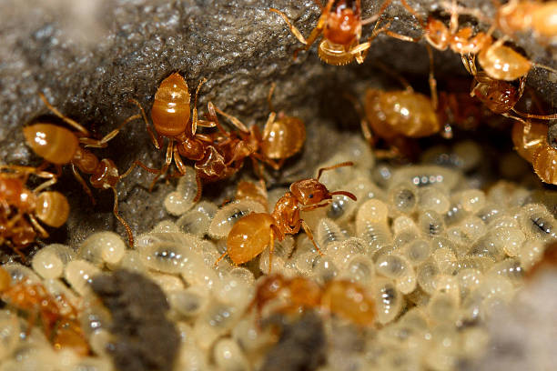 istock Yellow meadow ants (Lasius flavus) tending larvae 501669732