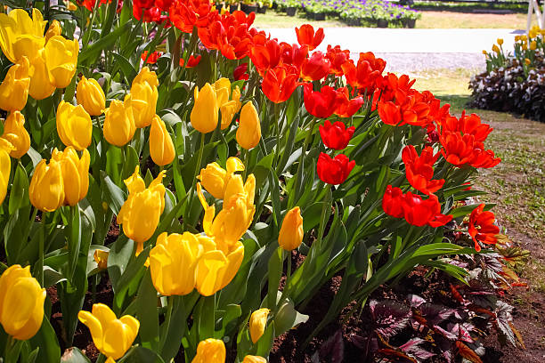 istock Tulips are grown up and exquisite. Parks 501669887