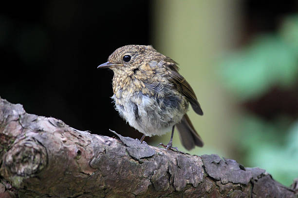 Baby robin redbreast bird in garden, young fledging robin image Photo showing a friendly, young fledging robin redbreast, looking for food in the garden on a sunny afternoon.  This wild bird starts of brown in life, before its red / orange chest moults through as it becomes mature and fully independent.  The baby robin is pictured perched on the branch of a Scots pine tree. fledging stock pictures, royalty-free photos & images