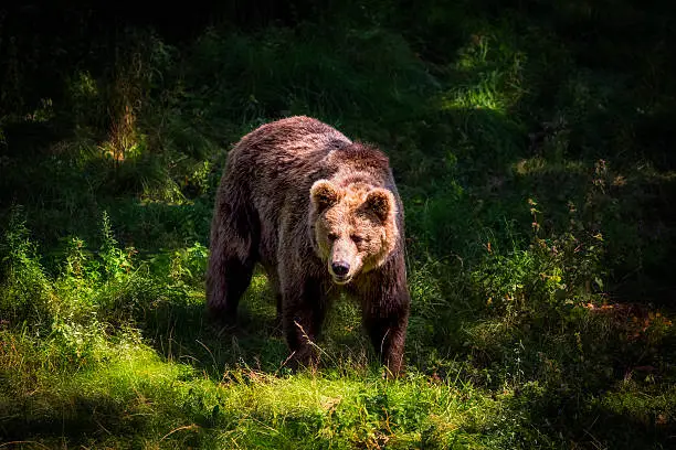 Brown bear in the forest, Tatra Mountains, Poland