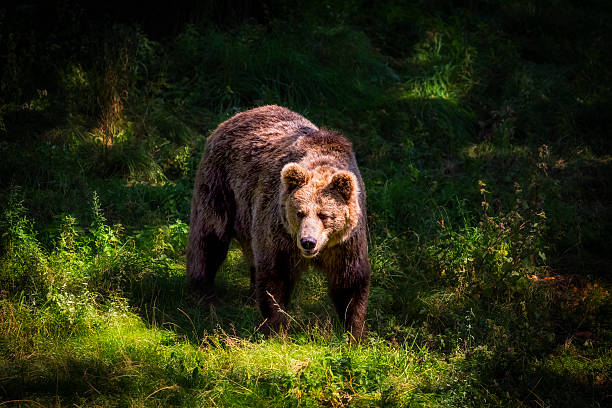 urso pardo na floresta - tatra national park - fotografias e filmes do acervo