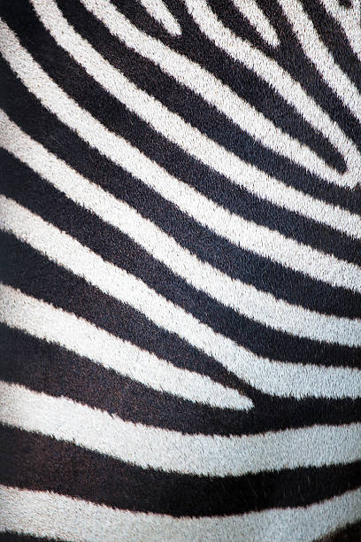 Zebra pattern Closeup of stripes of a zebra (Equus Quagga) zebra crossing photos stock pictures, royalty-free photos & images