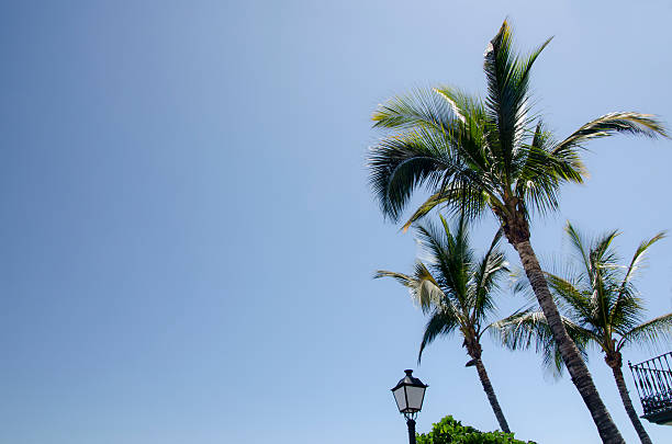 istock Palm Tree Background against a Tropical Blue Sky 501671278