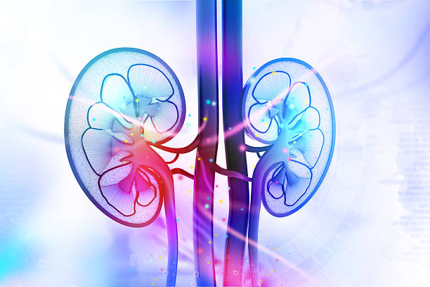 Human kidney cross section Human kidney cross section human kidney stock pictures, royalty-free photos & images
