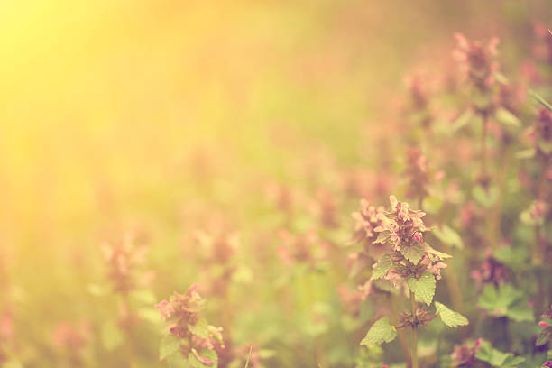 Dead nettle wild flower in sunset