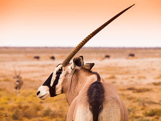 vista detalhada de órix antílope - oryx - fotografias e filmes do acervo