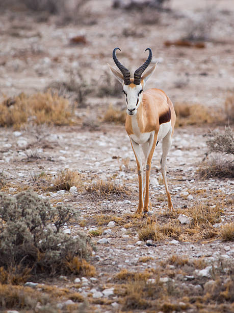 istock Young impala in Etosha Nationa Park 501671916