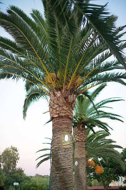 istock Palm tree with lamp in the park at evening. 501672878