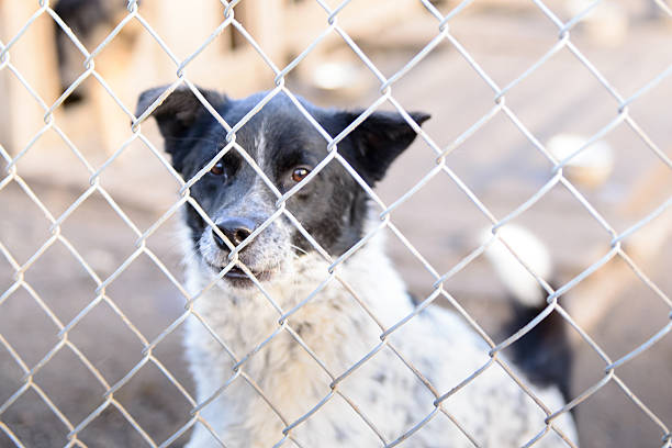 istock dog in shelter 501672960