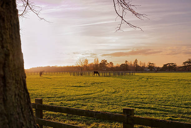 istock Horses in an Autumn Sunset 501674470