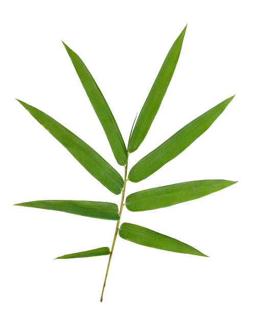 istock bamboo leaves isolated on white background 501677240