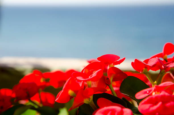 Blooming against sky and ocean