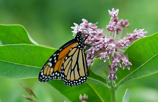 Mariposa monarca en asclepias blloom. photo
