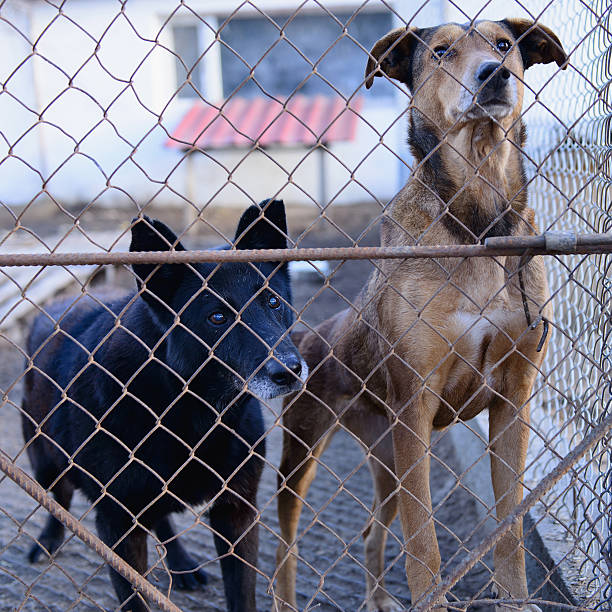 istock dogs in shelter 501679386