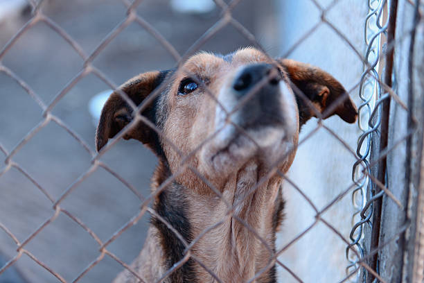 istock dog in shelter 501679428