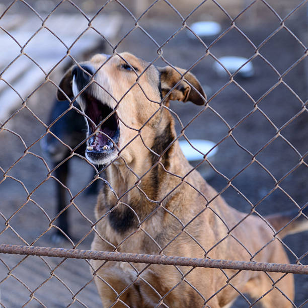 istock dog in shelter 501679472