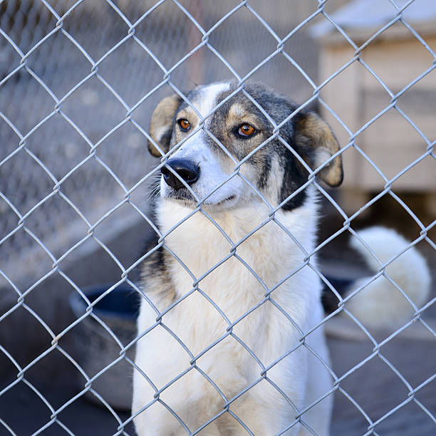 istock dog in shelter 501679594