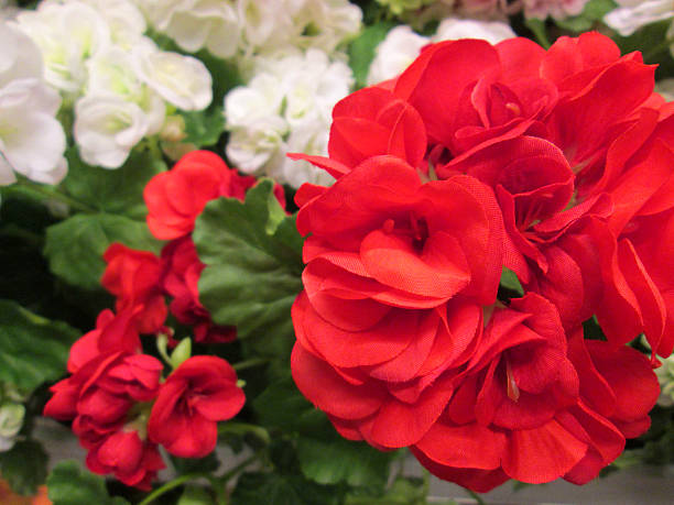 istock Image of artificial plastic / silk geranium flowers (pelargoniums), white / red 501685137