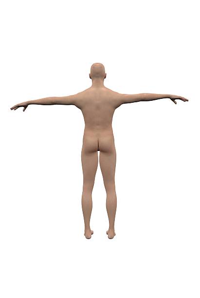 istock Caucasian male figure 501689249