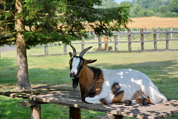 istock white brown goat in nature 501691375