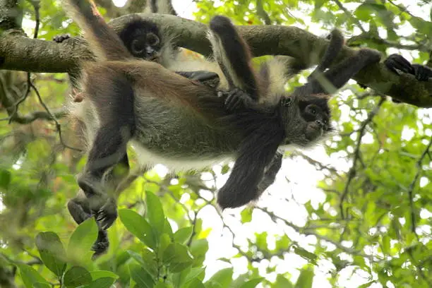 Spider monkey (Ateles), Mexico