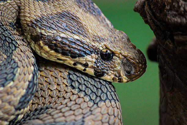 istock Russell viper snake or Daboia 501691545