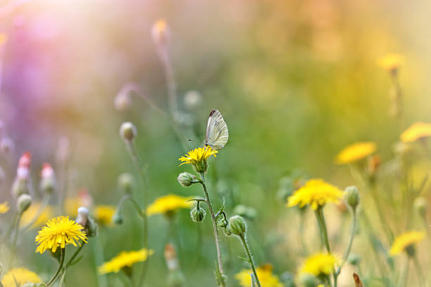 istock Butterfly on yellow flower 501691565