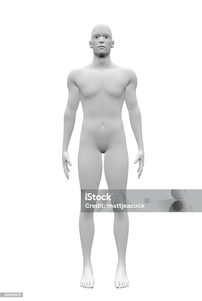 Male anatomical figure Three Dimensional Stock Photo