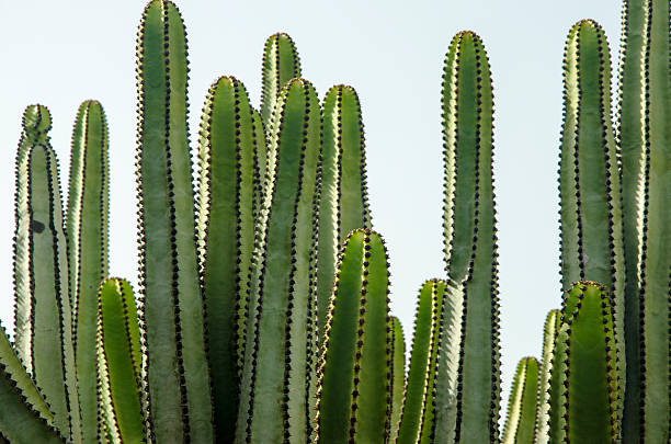 cactus - thorn spiked flower head blossom - fotografias e filmes do acervo