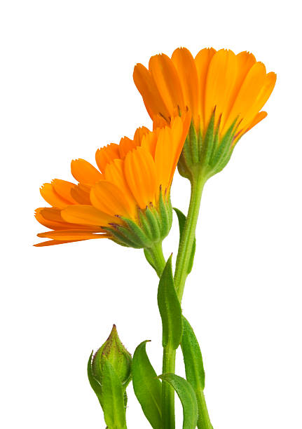 istock Calendula. Marigold flowers with leaves isolated on white 501701334